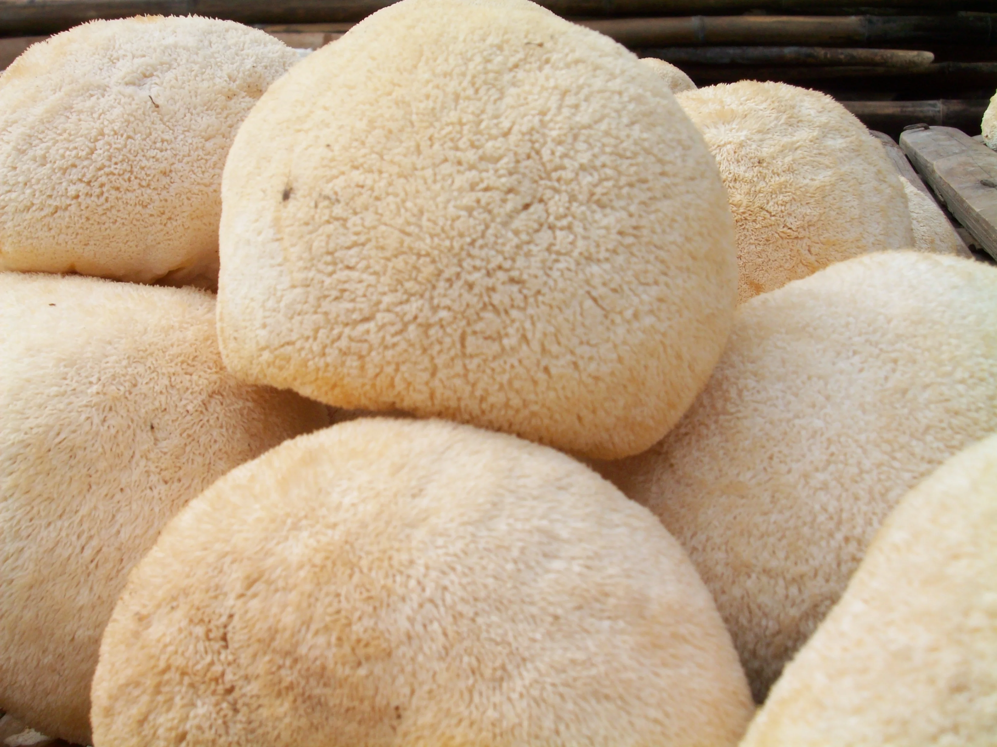 Normal Hericium erinaceus/ Organic Lions mane powder/raw material of food