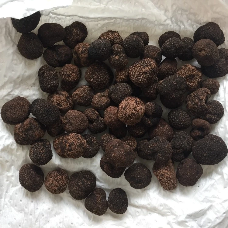 Консервированный черный трюфель/свежий трюфель для продажи