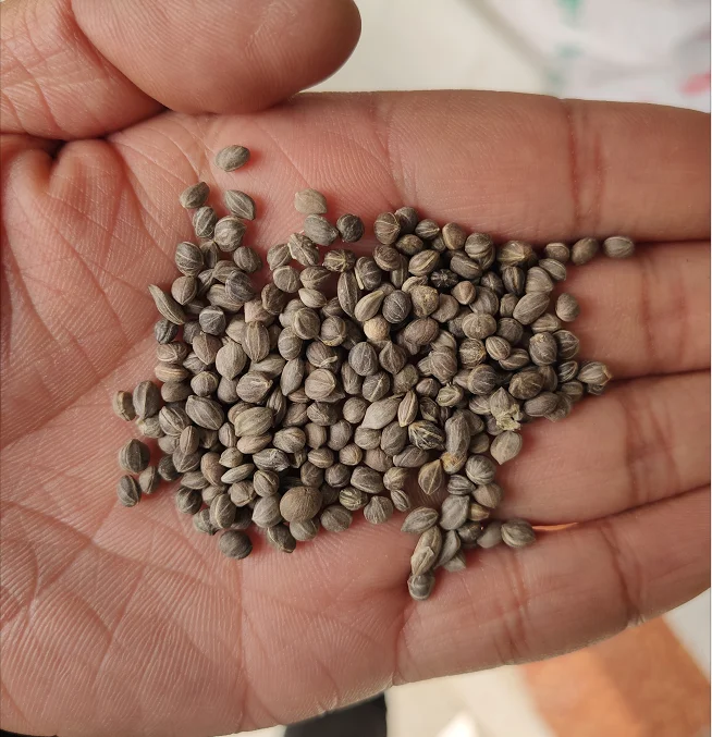 
 СЕМЕНА красной коры декоративные растения Cornus alba для сельского хозяйства  