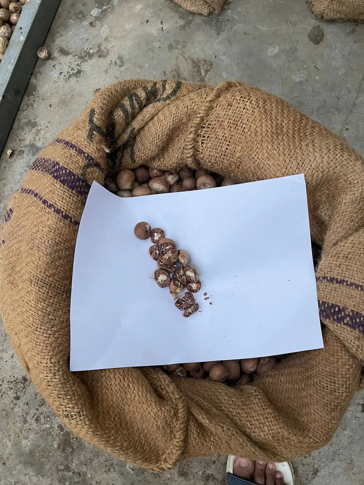 Premium Grade Of Betel Nut Supply Best Selling 100 % Natural Brown Color Dried Betel Nut Hot Sale With High Quality