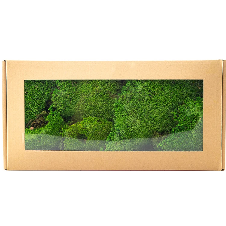 Leucobryum Glaucum настенный декоративный натуральный 3D Моховой шар сохранившийся мох 0 16 кв. м. стабилизированный