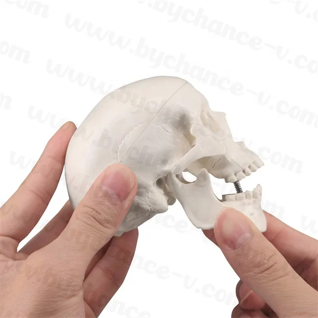 Medical Education props Small Size mini Human Anatomy Skull Model Adult Head Bone for Art Student Sketching