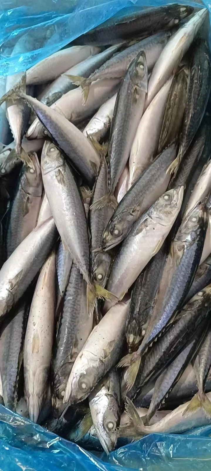 New catching frozen pacific mackerel Atlantic mackerel IQF sea frozen land frozen mackerel fish Chinese seafood
