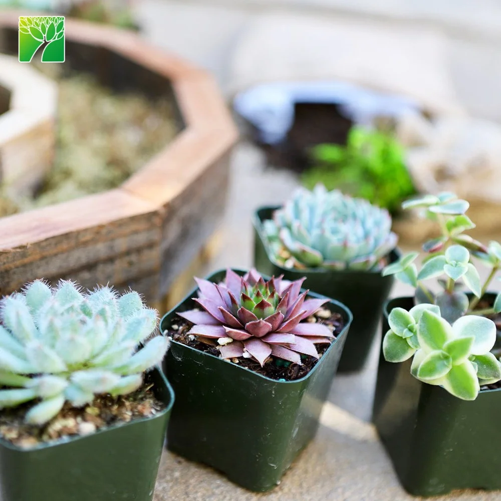 
Cheap wholesale garden DIY set wreath frame kit live succulent plants with wood pot 