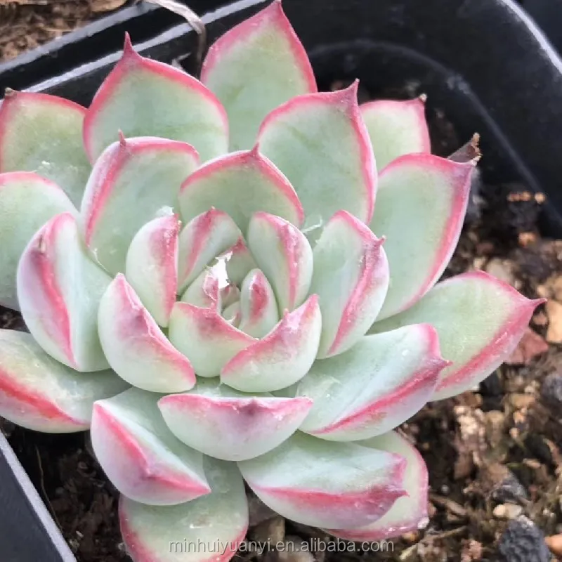 Живые суккуленты Echeveria Lotus 1 57 дюйма комнатные декоративные растения оптовая продажа для детской