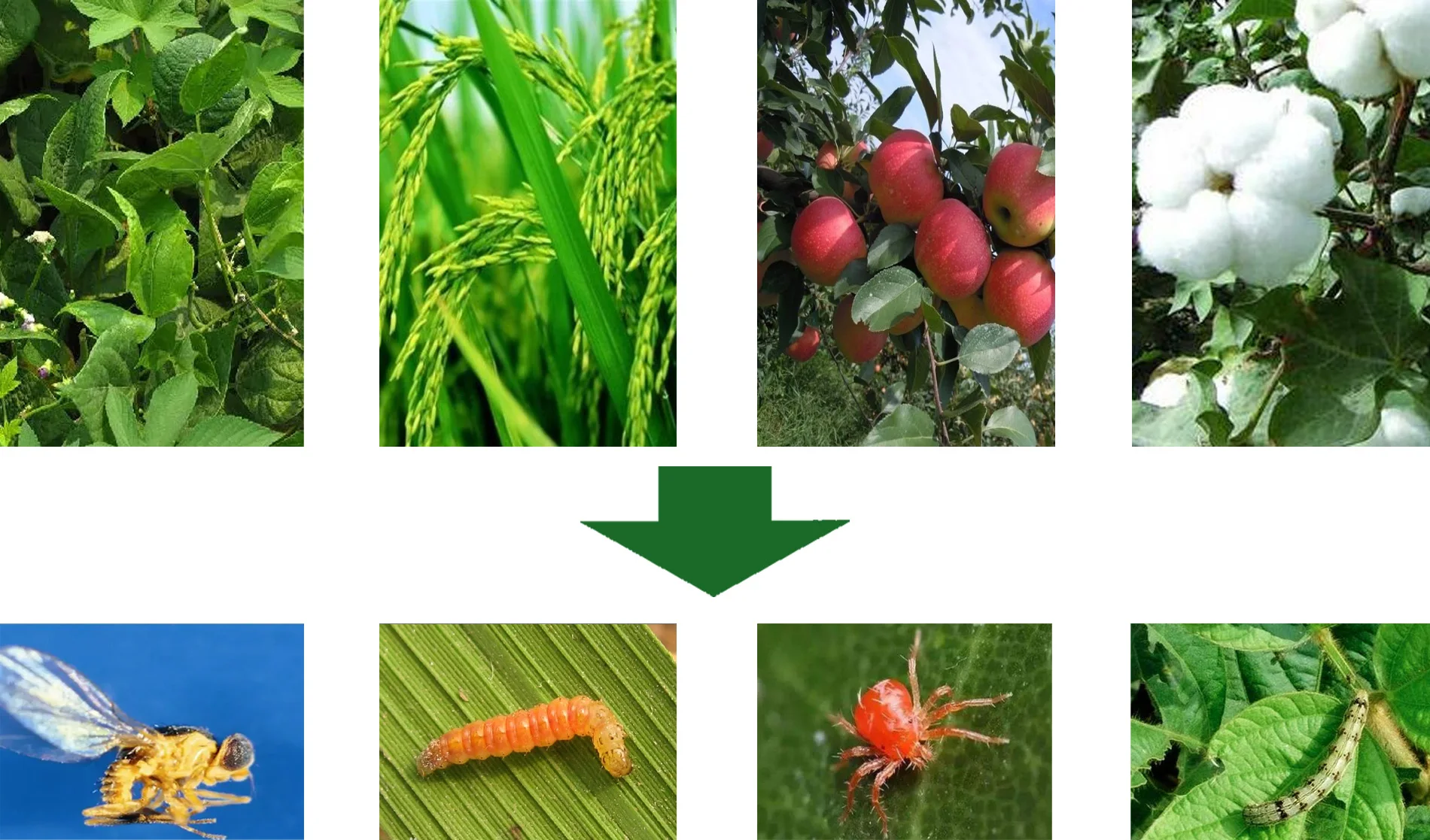 Mixture Insecticide Emamectin benzoate diafenthiuron 43.7%SC  21%SC