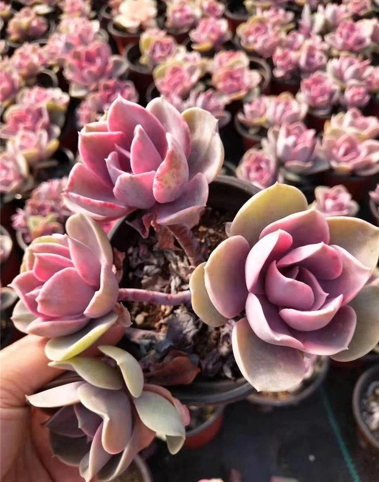 Высшее качество популярный настоящий кактус echeveria Радуга для