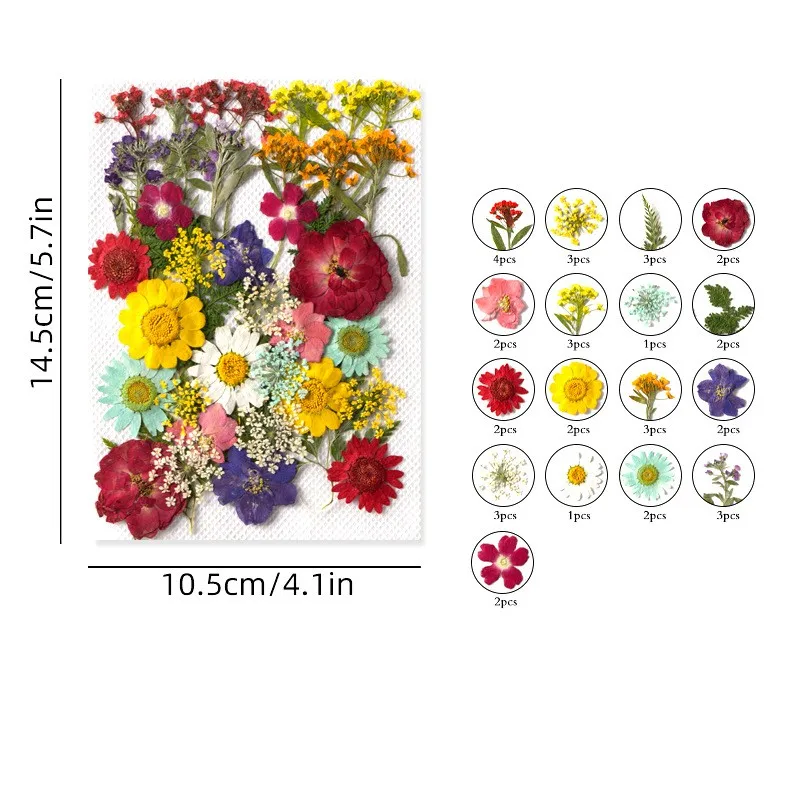 Pressed Preserved Dry Natural Plants Petals Dry Leaves Specimen Dried Flower for Candle Nails Resin