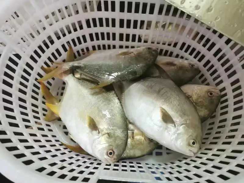 Frozen golden pomfret  Golden Pompano salable in market
