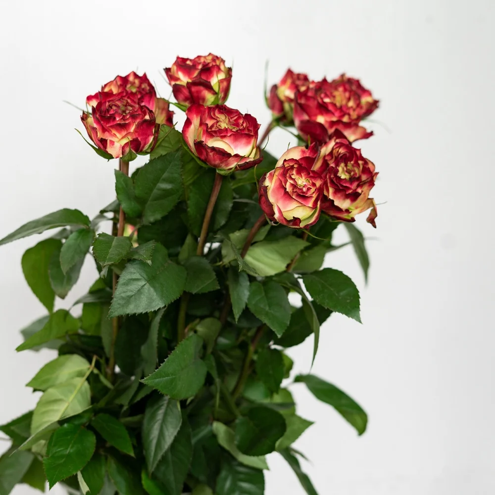 Competitive Price Long Stem Natural Bulk Fresh Cut Flowers Roses for Wedding Decoration