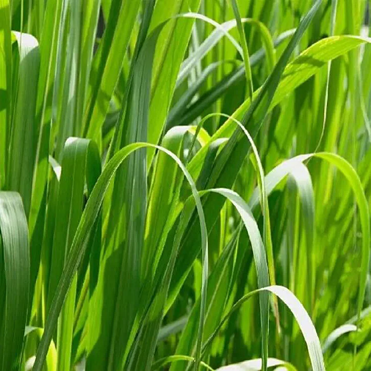 Оптовая цена органическое эфирное масло палмароза 100% чистые эфирные масла мята 1 кг