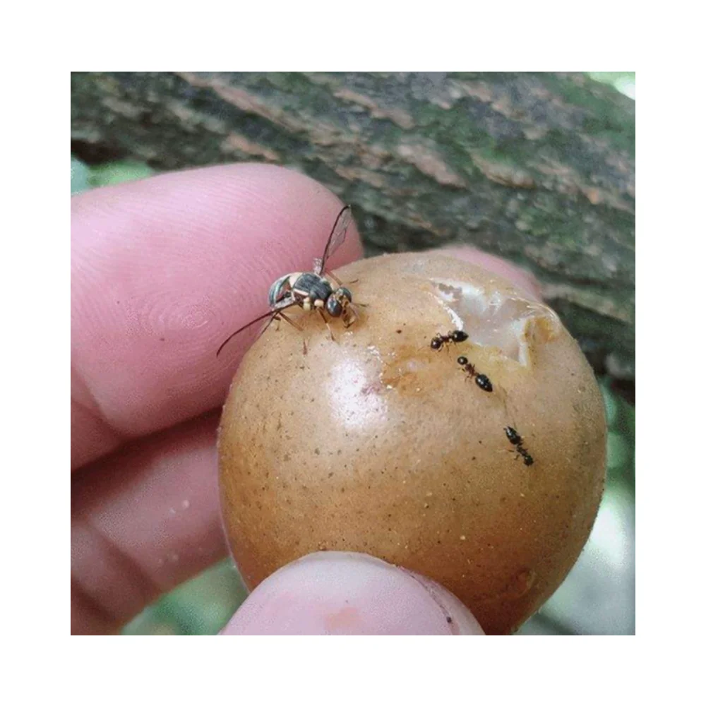 Bacillus thuringiensis israel subsp with Main function Insecticide