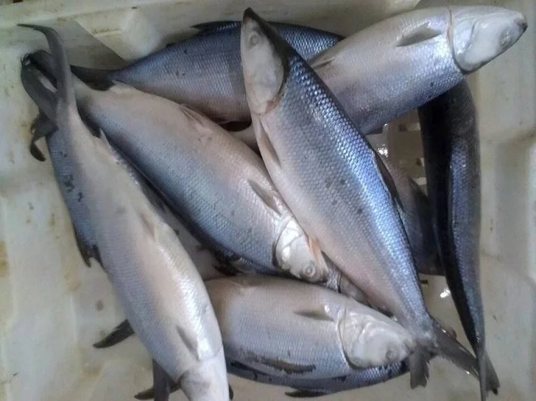 Frozen Milk Fish Good Sale from Indonesia