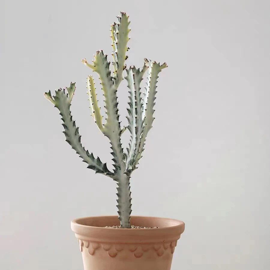 Wholesale Popular  flower pot for white Euphorbia Cactus cacti pot for indoor