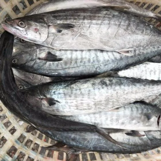 Frozen round scads mackerel scomber fish