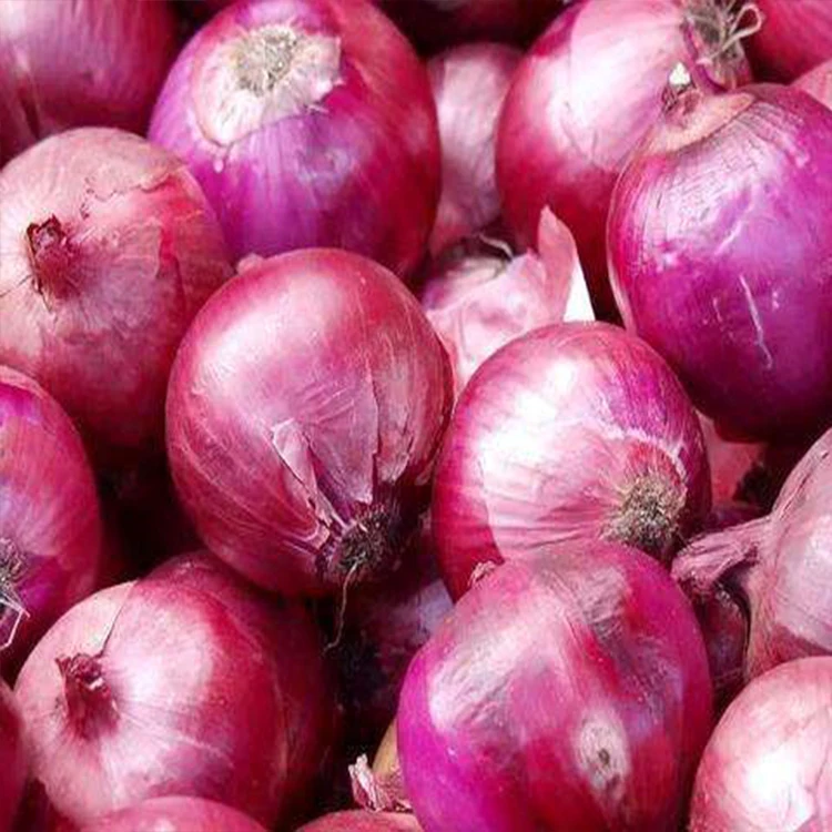 Chinese supplier Good Quality red onion Fresh Onions spices