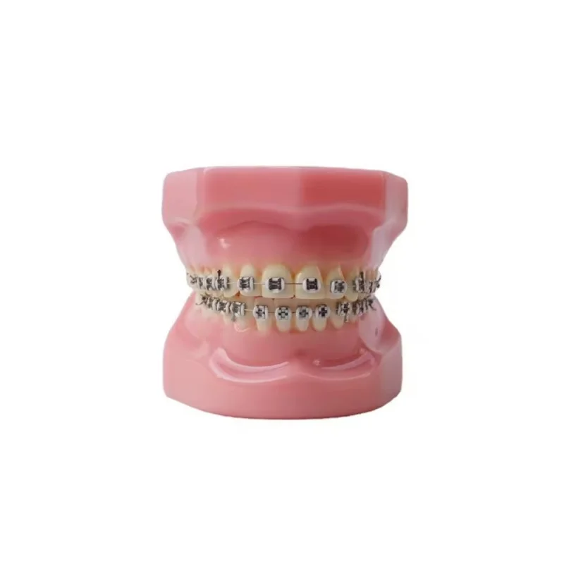 Dental typedont teeth model for preparation dental student teeth models dental factory orthodontic practice model