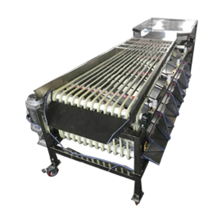 Sizing Machine 5 grades available for sorting medjool dates jujube plums Track fruit grader