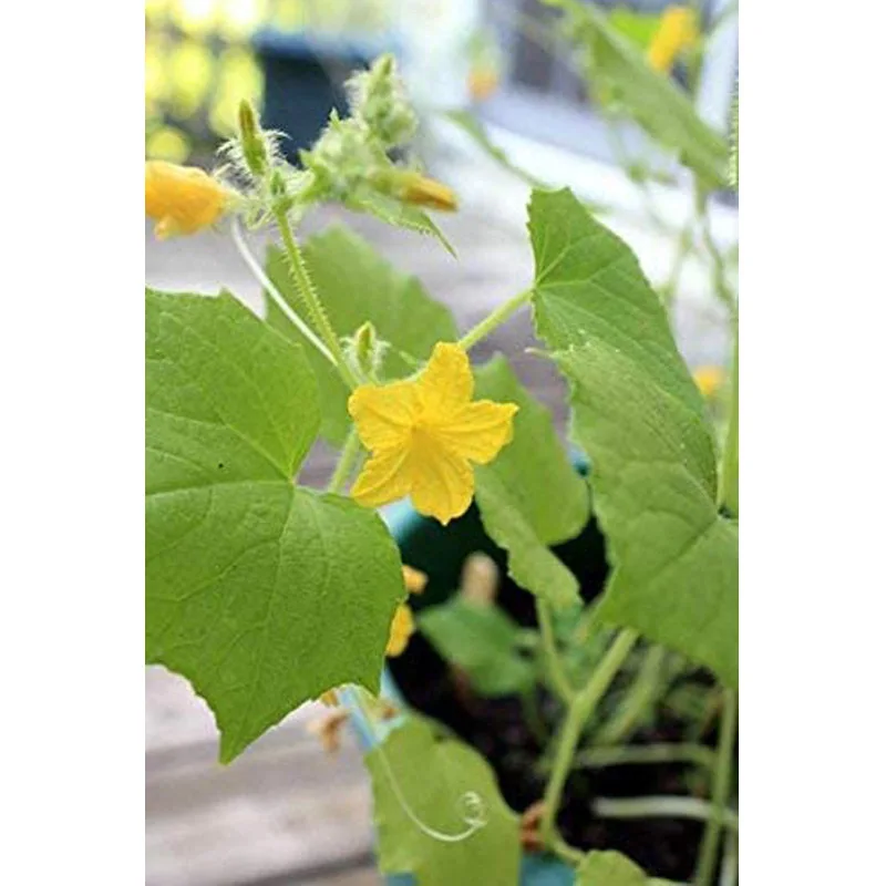 Garden Seed Growing Kit Biodegradable pot growing kit for children wholesale