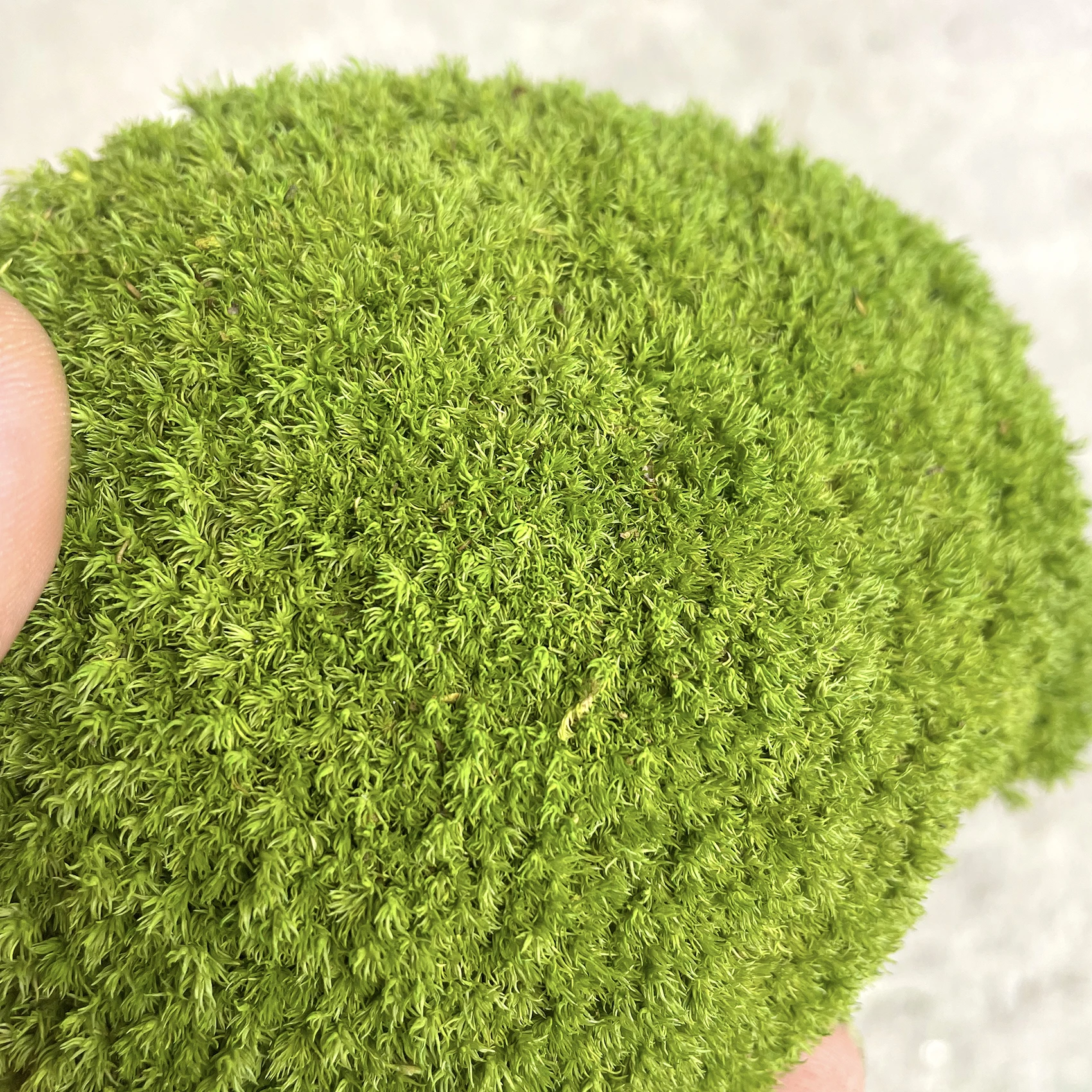 Landscaping Bonsai preserved moss wall potted plant decoration preserved moss sheets wholesale preserved Moss
