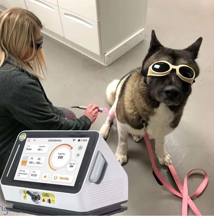 Veterinary Laser Equipment for Pain Relief and Healing in Pets and Larger Animals