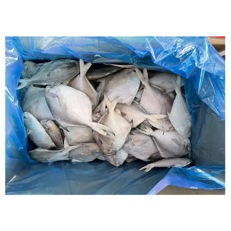 Pomfret a Grade Healthy Food Bulk Packaging Water Preserved Whole Round Fish Frozen Silver White 10 Kg FD 20 Cm TT 30% + 70% 90%