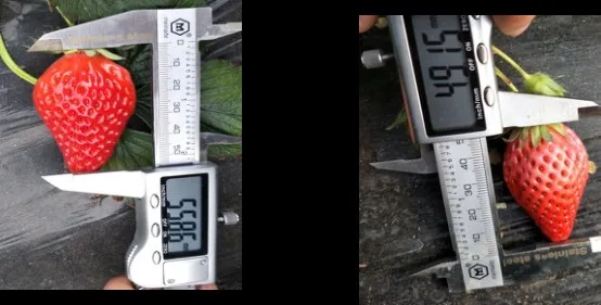 NPK 12 12 17 +MgOprice water soluble fertilizers covers the entire range of plant nutrients required for optimal plant nutrition