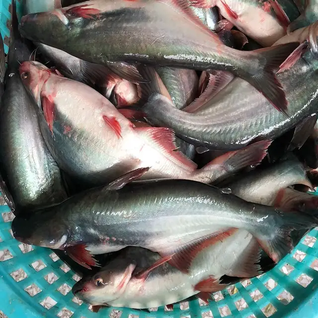 
Frozen black tilapia catfish frozen fish exporting factory Sea catfish Silurus asotus Linnaeus 
