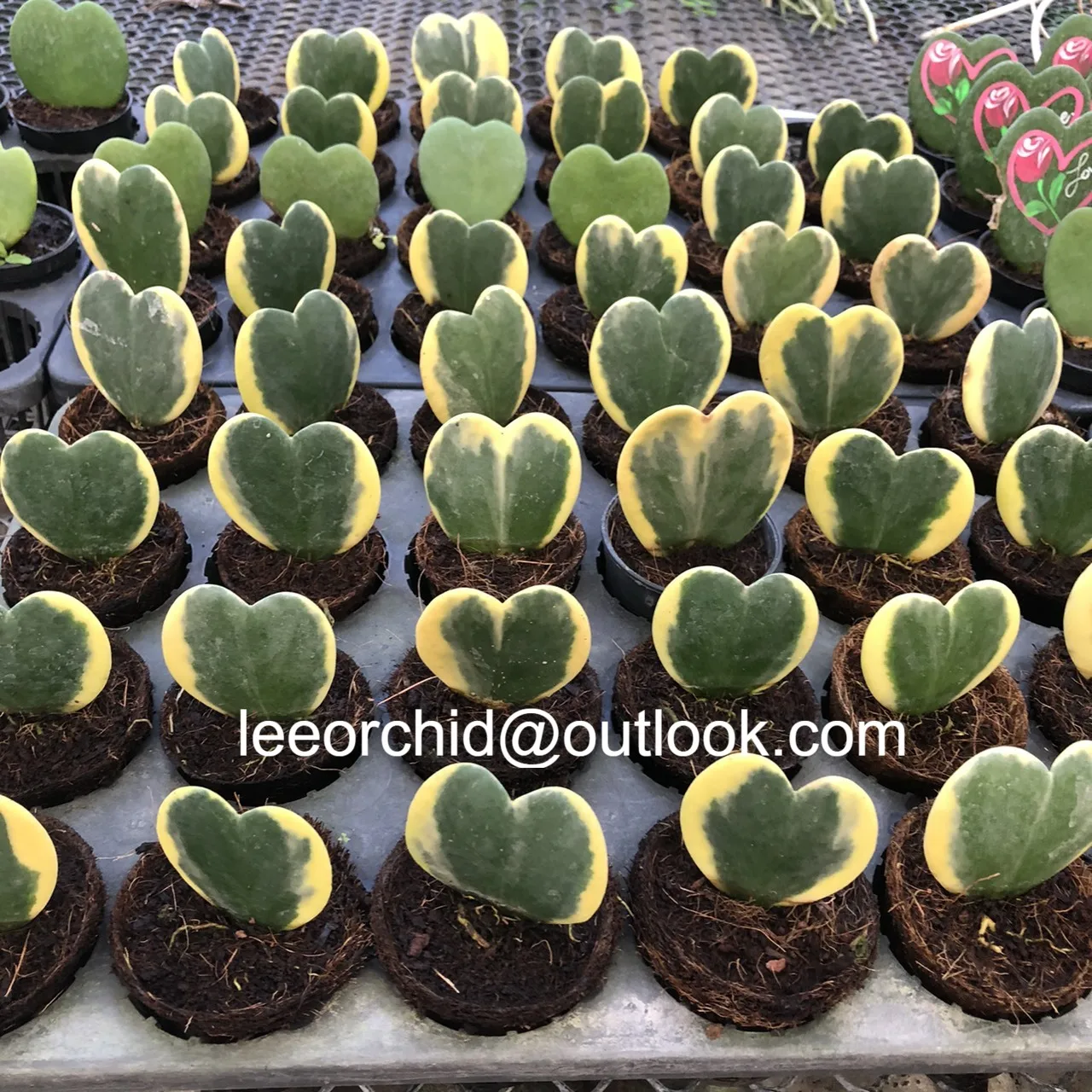 
Hoya Kerrii Sweetheart Plant Two Tone 