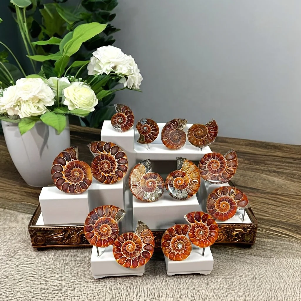 Wholesale Pairs Ammonite Fossil Conch Madagascar Chrysanthemum Snail Fossil For Pendant DIY