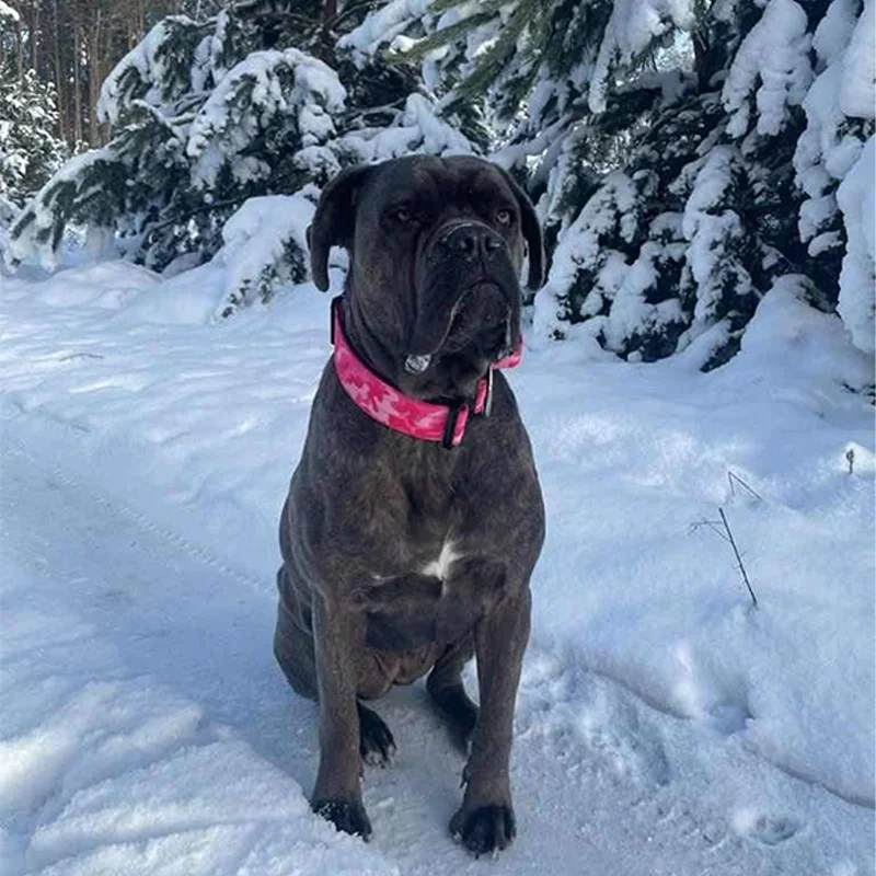 Heavy Duty Custom Nylon Combat Dog Collar Metal Buckle For Medium Large Dogs Soft Padded Dog Collar Manufacturer