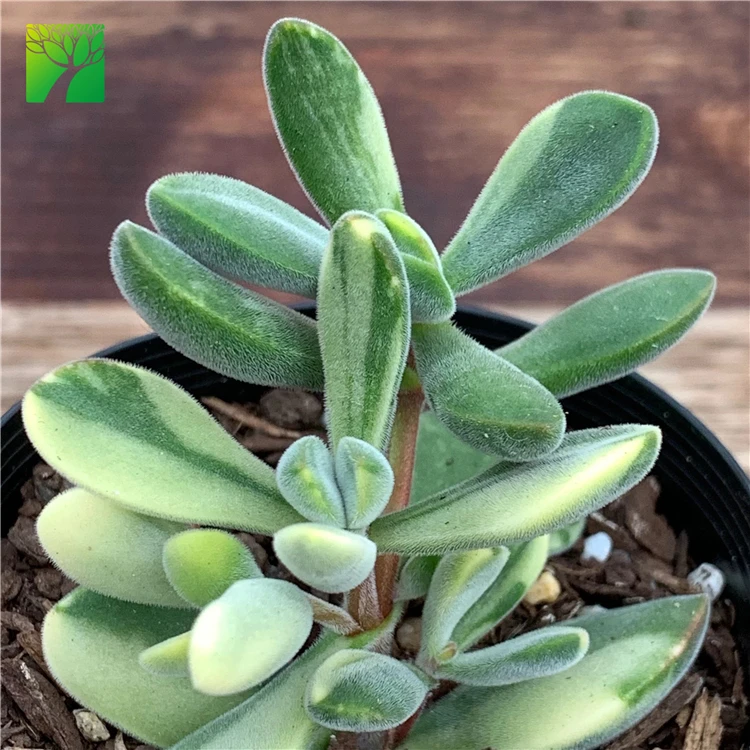 Wholesale Rare variety live succulent plants Crassula rogersii Variegata plant