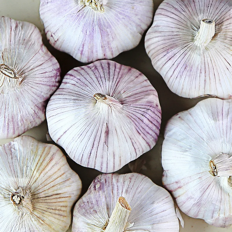 
Factory Pure White Fresh Garlic Price bulk garlic for sale garlic from China 