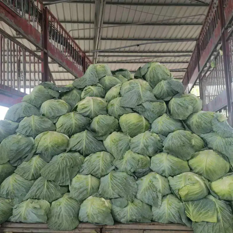 Высокое качество свежая капуста оптовая продажа картонная коробка