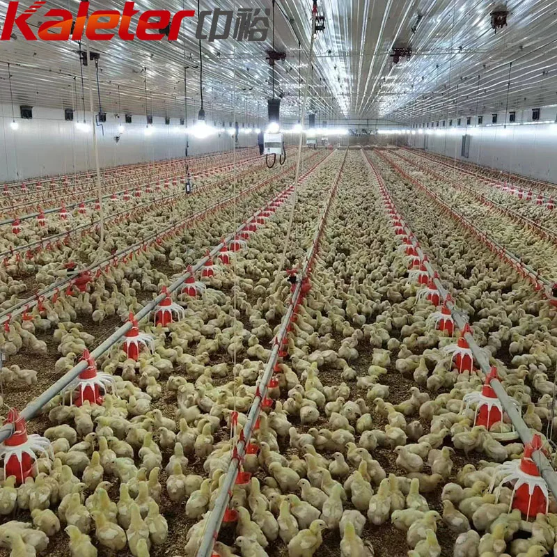 Прямая Продажа с фабрики Высококачественная система для кормления цыплят автоматическая кормушка птицефабрики