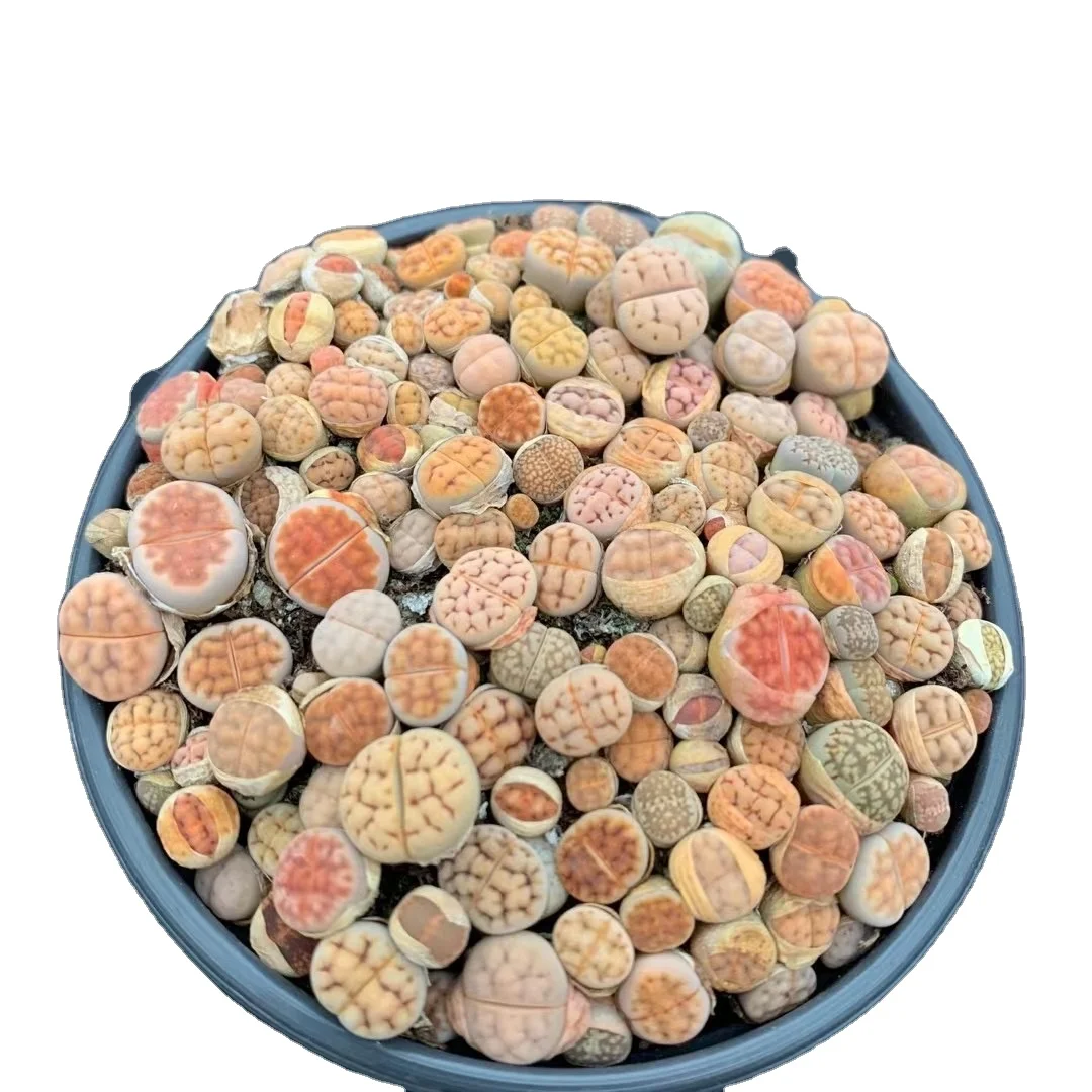 
Made In China Superior Quality Artificial Potted Succulent Pot Plants 