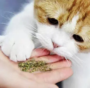 Hot selling fresh catnip toy cat catnip in plastic bottles