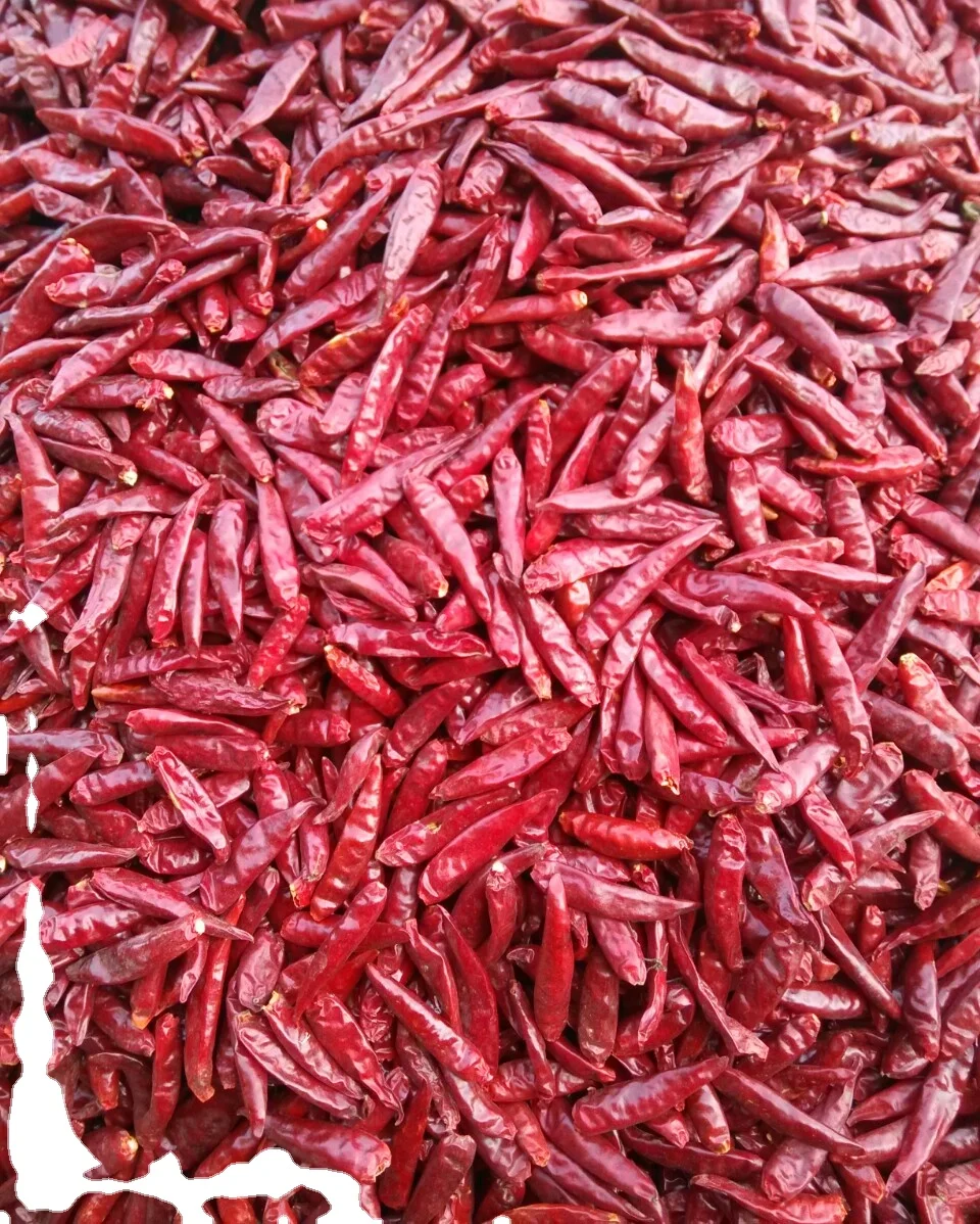 Целый чаосианский Чили тяньинь Чили