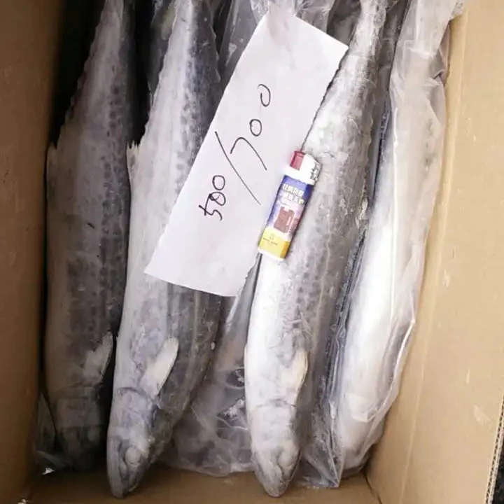 Frozen Seafood IQF Whole Round Steak Spotted Spanish Mackerel Fish