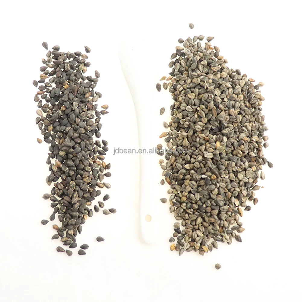 Healthy Food China Traditional Round Buckwheat Tea Tartary Buckwheat