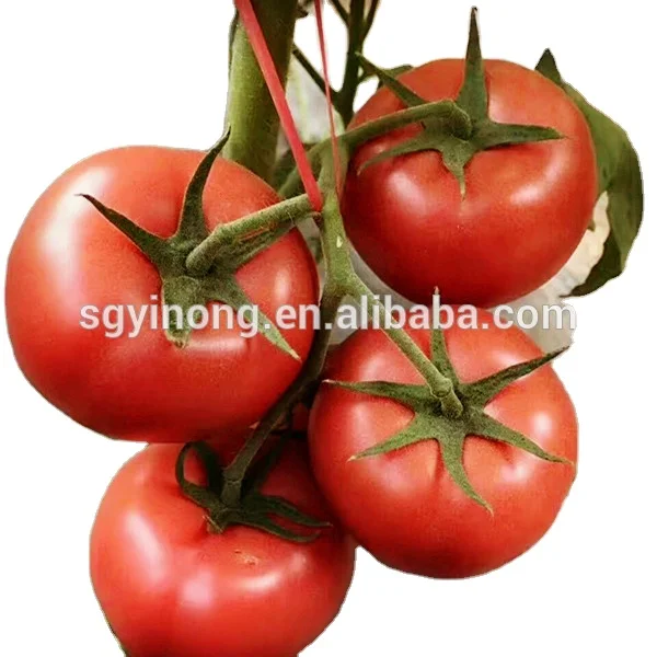 Loreal F1 Big red fruit heat resistant hybrid tomato seeds