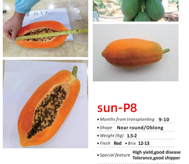 
 Семена папайи Suntoday 2017 Hybrid F1 taiwan knowyou red lady для продажи, 100 семян/пакет  