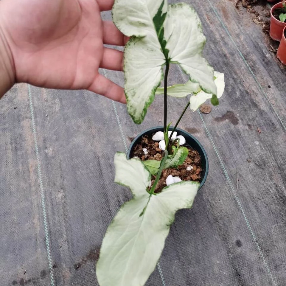 
Indoor ornamental plant hot wholesale high quality Syngonium podophyllum of indoor plants Supplier 