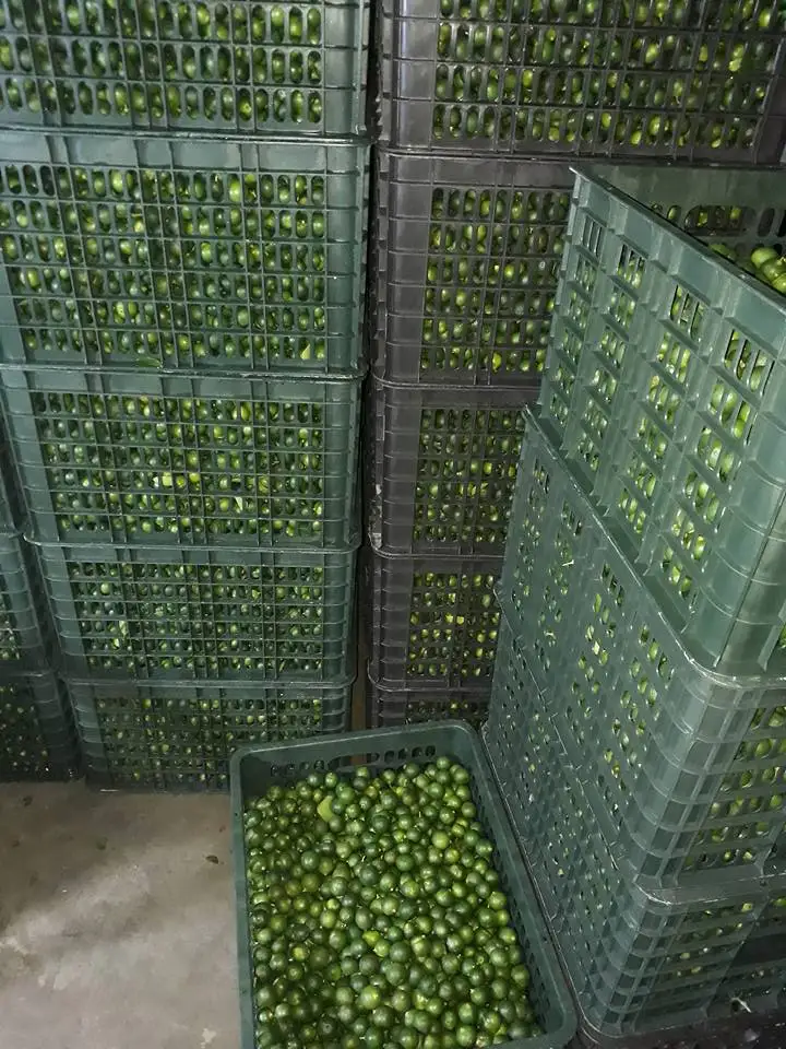 Exporting 2022 Vietnam Organic Fresh Green Seedless Lime Rich Quality Fresh Green Lemons at Bulk Price Fresh Citrus Fruit