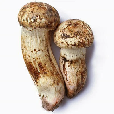 Оптовая продажа свежий гриб сосны matsutake Detan по