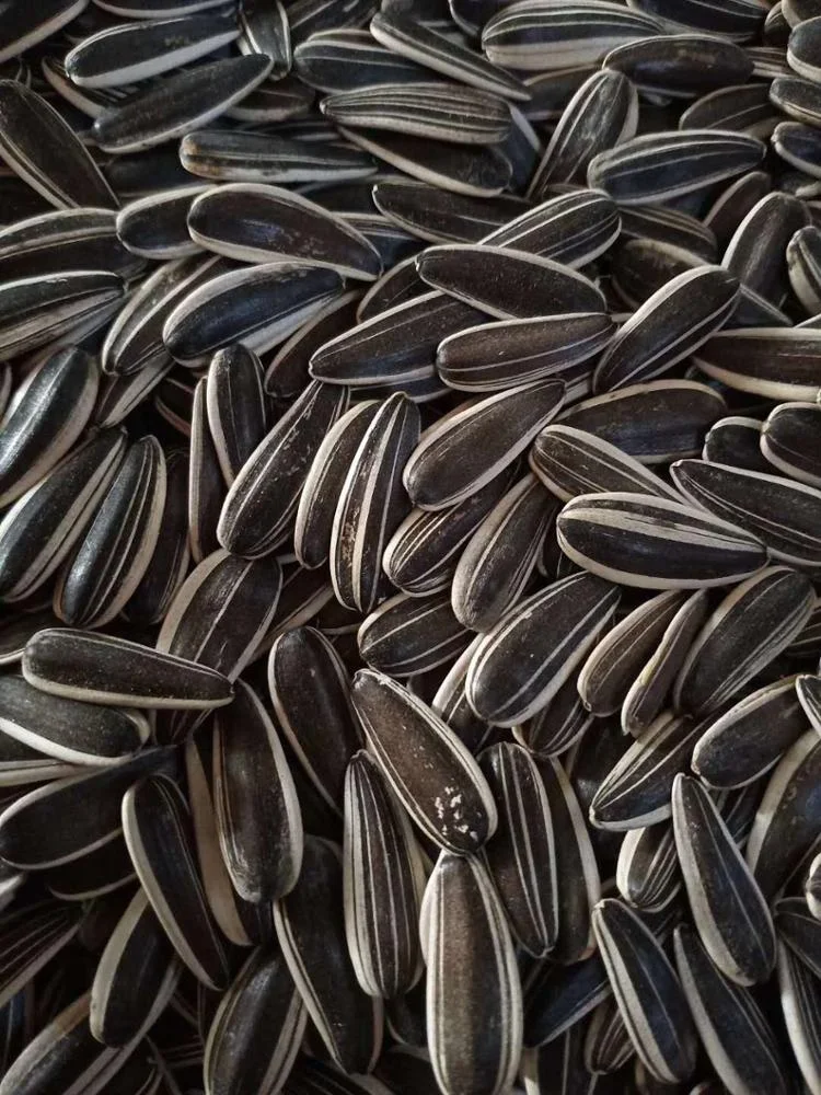 
big bag of large black sunflower seed with shell 