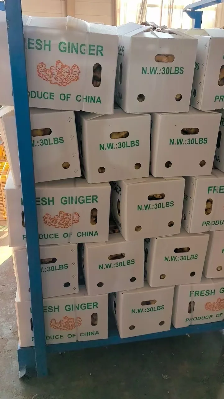 Organic Ginger USDA certification Dried Ginger Supplier Fresh Ginger Pvc Carton Packaging For Wholesale