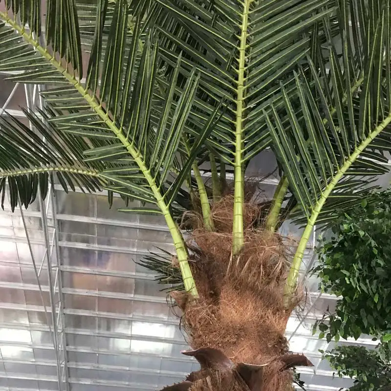 Artificial washingtonia palm tree with real bark and fake leaves