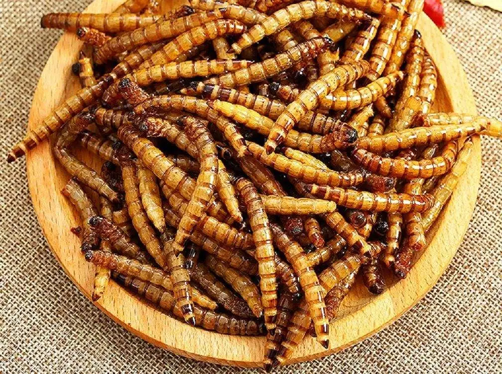 Dried Black Soldier Fly Larvae dried mealworm substitution for Birds and chicken