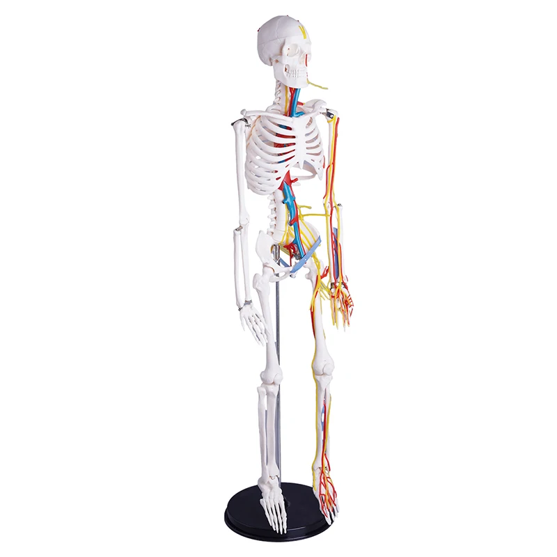 With the heart and brain with Nerves and Blood Vessels 85cm Human Skeleton